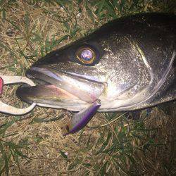 数年ぶりのランカー!